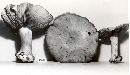 Cortinarius polymorphus image