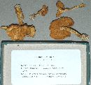 Pholiota olivaceodisca image