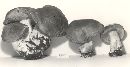 Cortinarius subaustralis image
