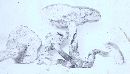 Boletus auriporus image