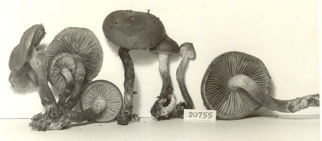Pholiota fibrillosipes image