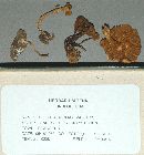Pholiota albo-olivasens image