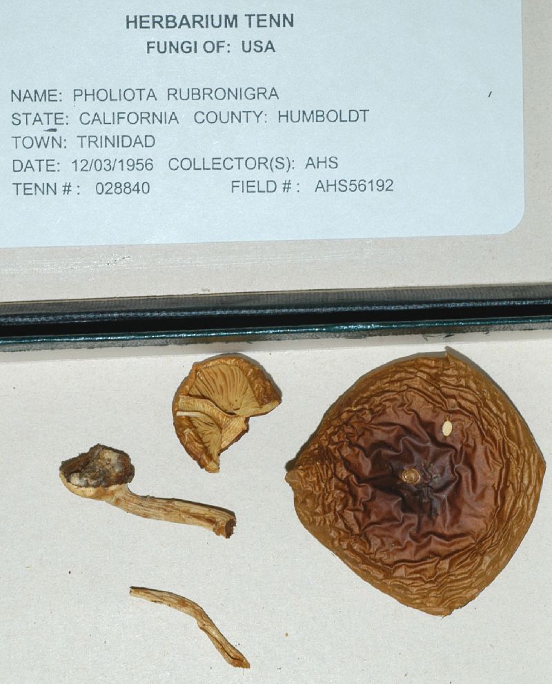 Pholiota rubronigra image