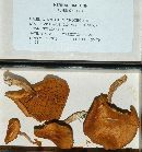 Gymnopilus croceoluteus image