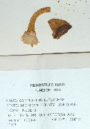 Gymnopilus lutescens image