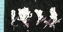 Ramaria gracilis image