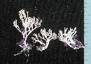Ramaria gracilis image