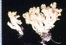 Ramaria flavobrunnescens image