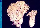 Ramaria maculatipes image