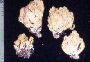 Ramaria gelatiniaurantia image