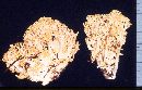 Ramaria cystidiophora image