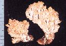 Ramaria amyloidea image