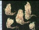 Artomyces piperatus image