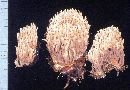 Ramaria apiculata image