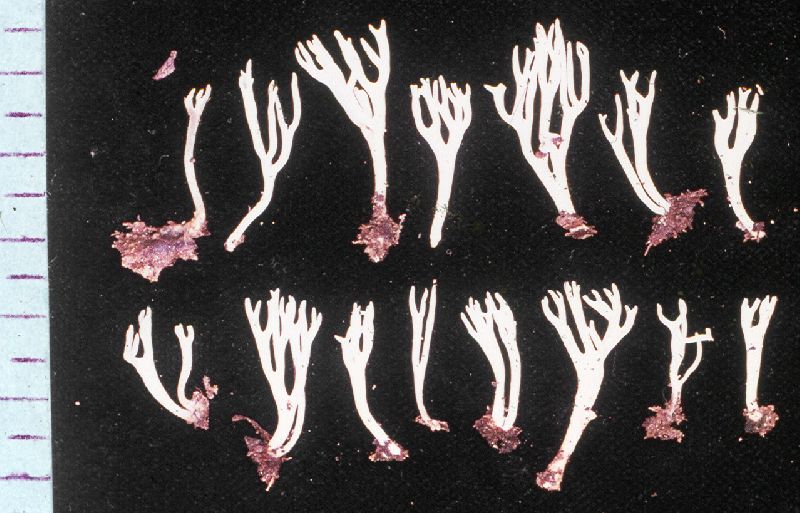 Ramariopsis flavescens image