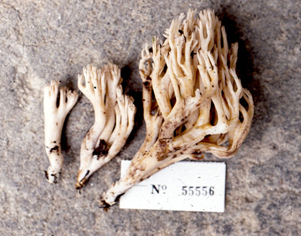 Ramaria fibulata image