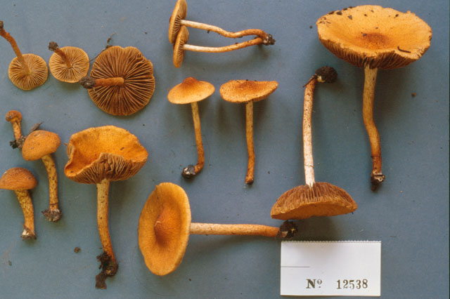 Inocybaceae image