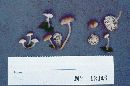 Mycena aurantiomarginata image