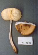 Hymenopellis megalospora image
