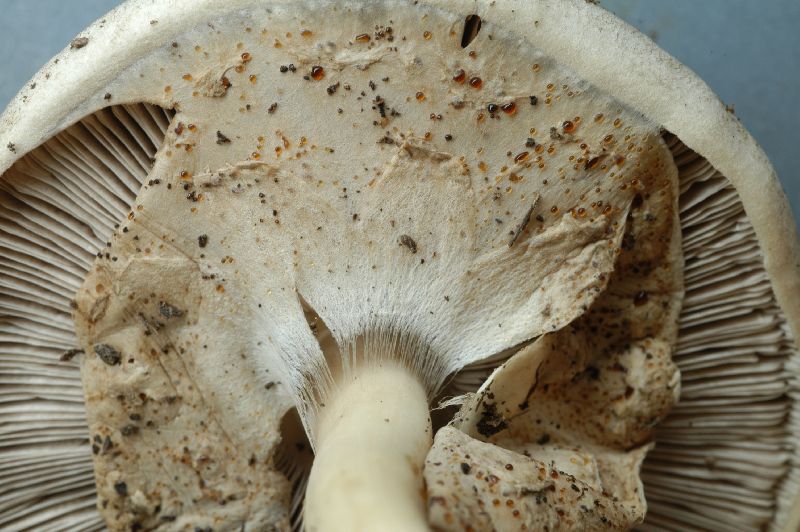 Agaricus pocillator image
