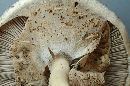 Image of Agaricus pocillator