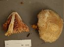 Volvariella bombycina image