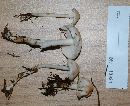 Rhodocollybia maculata image