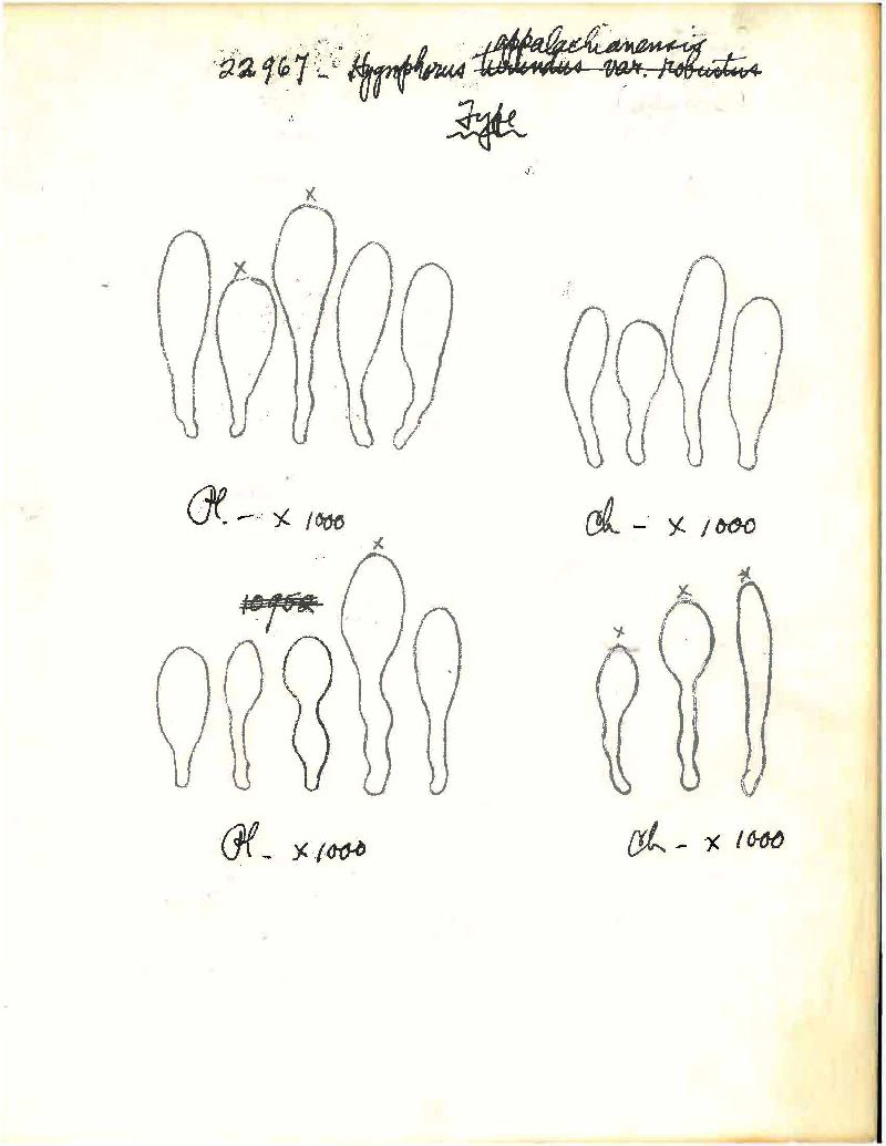 Hygrophorus appalachianensis image
