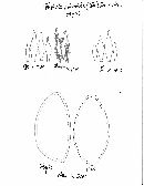 Pholiota silvatica image