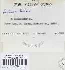Capitotricha bicolor image