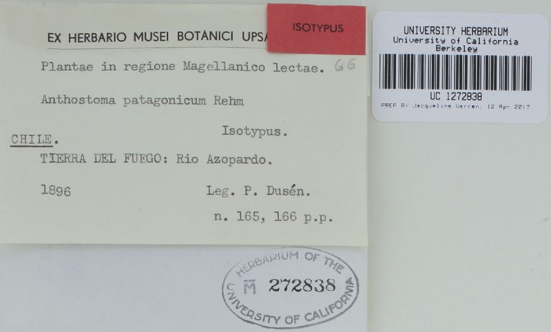 Anthostoma patagonicum image