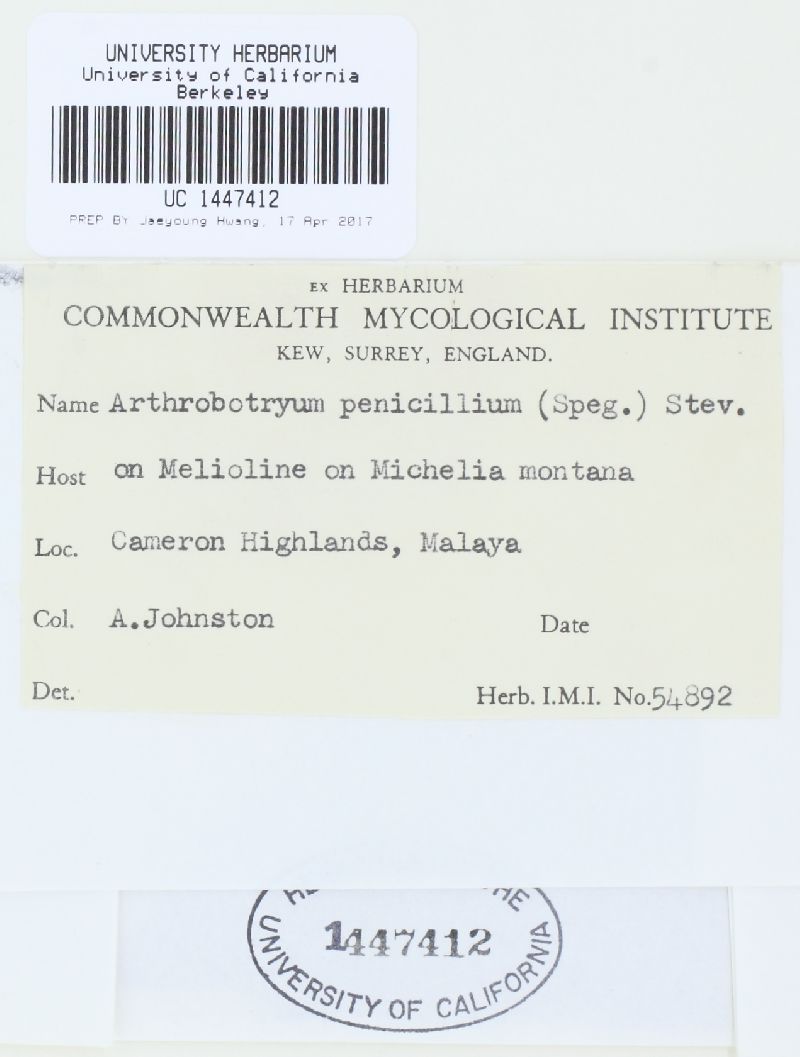 Arthrobotryum penicillium image