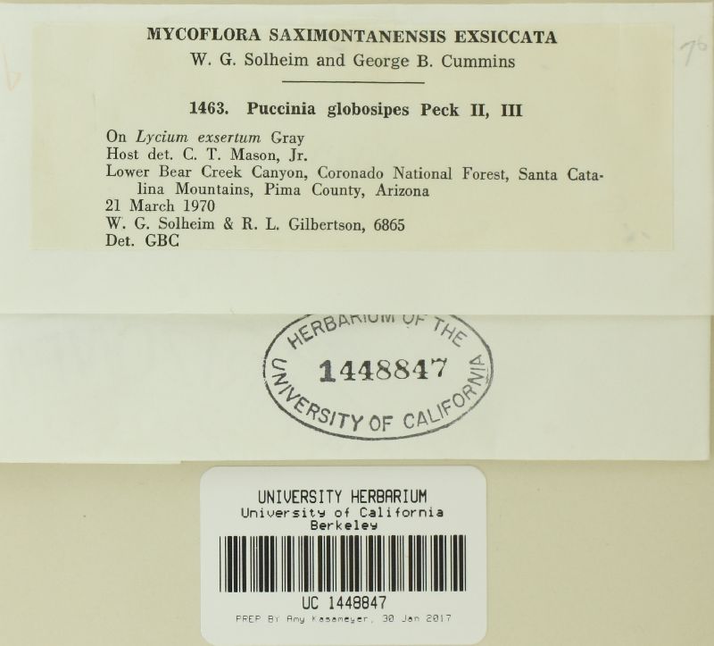 Puccinia globosipes image