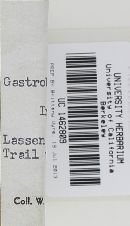 Gastroboletus amyloideus image
