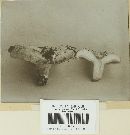 Lactarius villosus image