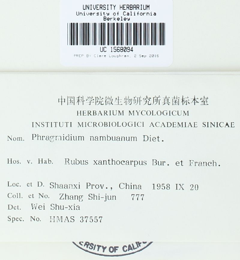 Phragmidium nambuanum image