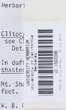 Clitocybe metachroa image