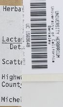 Lactarius resimus image