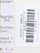 Hygrophorus goetzii image