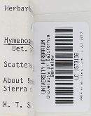 Hymenogaster sublilacinus image