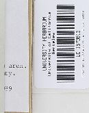 Omphalina luteicolor image