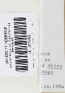 Gastroboletus amyloideus image