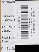 Ramaria leptoformosa image