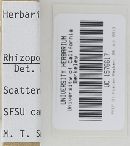Rhizopogon roseolus image