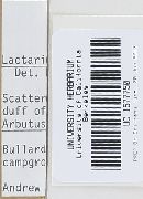 Lactarius subvillosus image