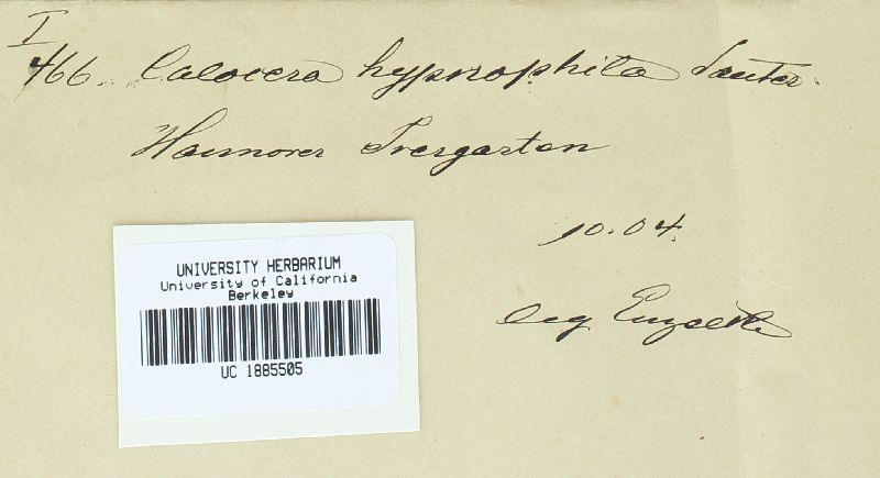 Calocera hypnophila image