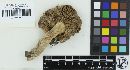 Russula paxilloides image