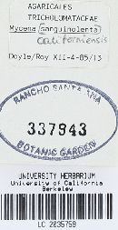 Mycena californiensis image