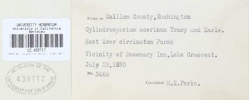 Cylindrosporium acerinum image
