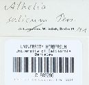 Athelia salicum image